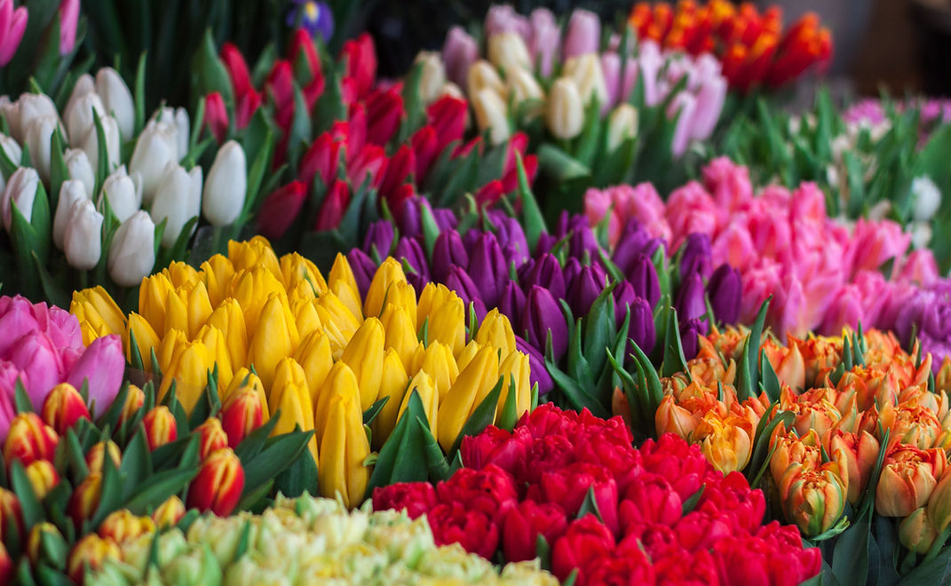 Fond de fleurs